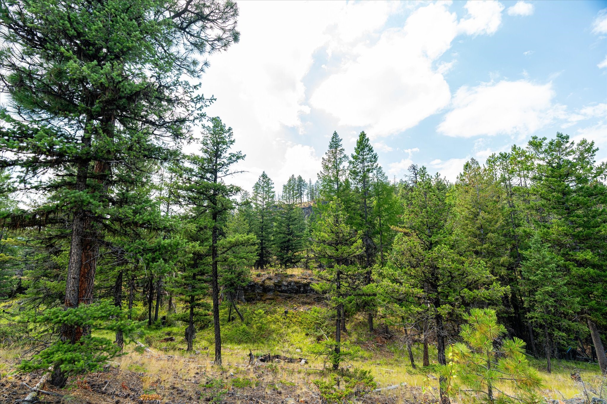 748 Lodgepole Drive