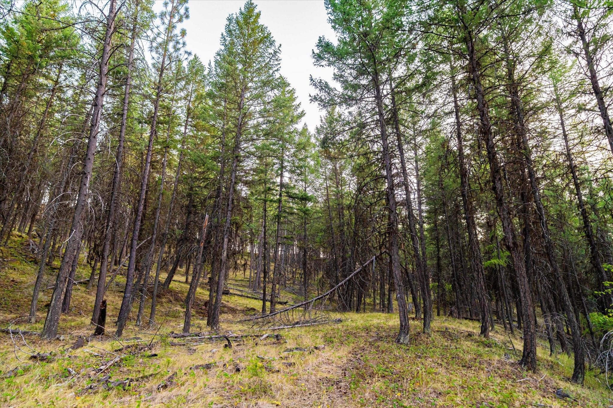 NHN Black Lake Road