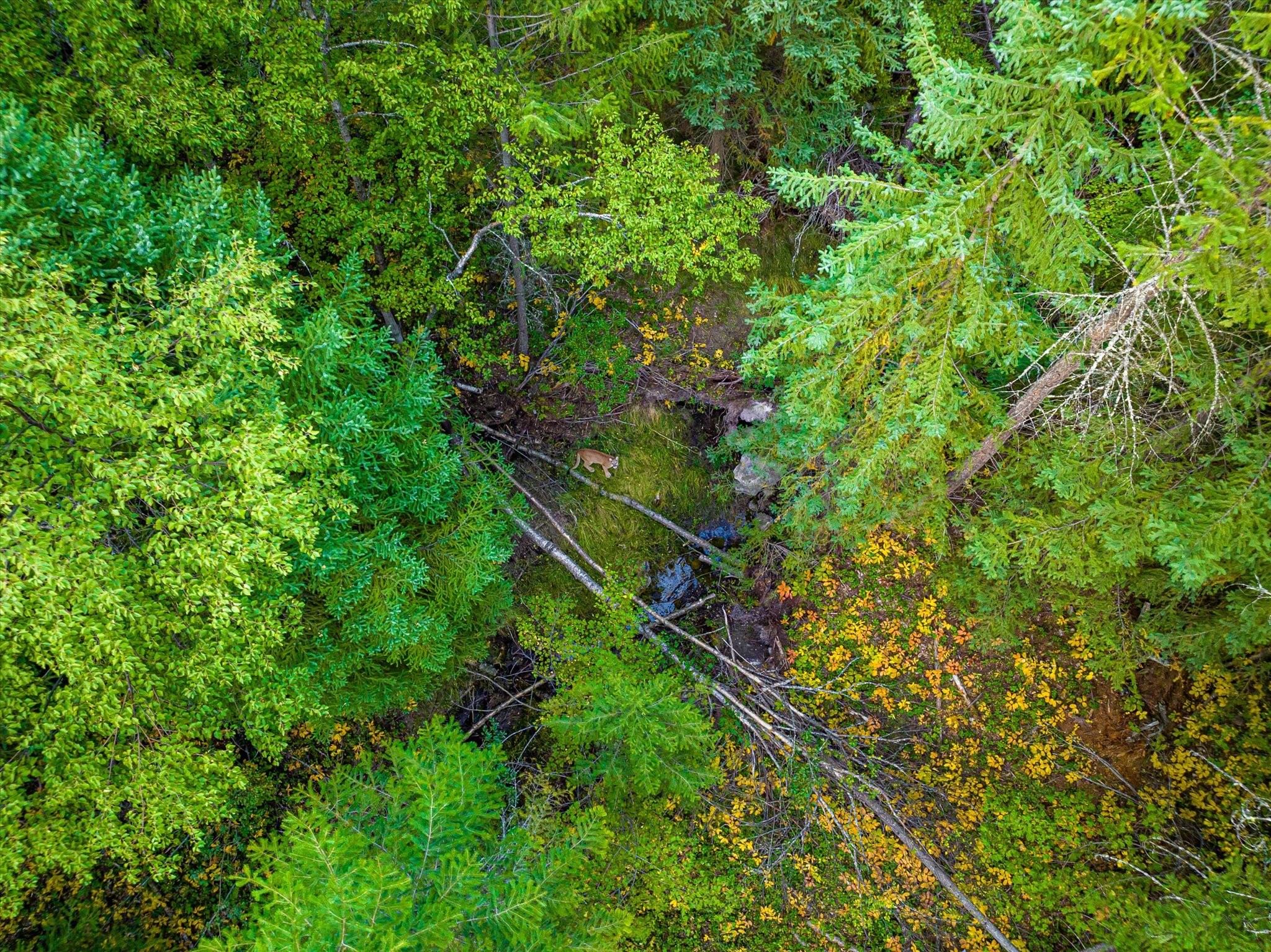 NHN Black Lake Road