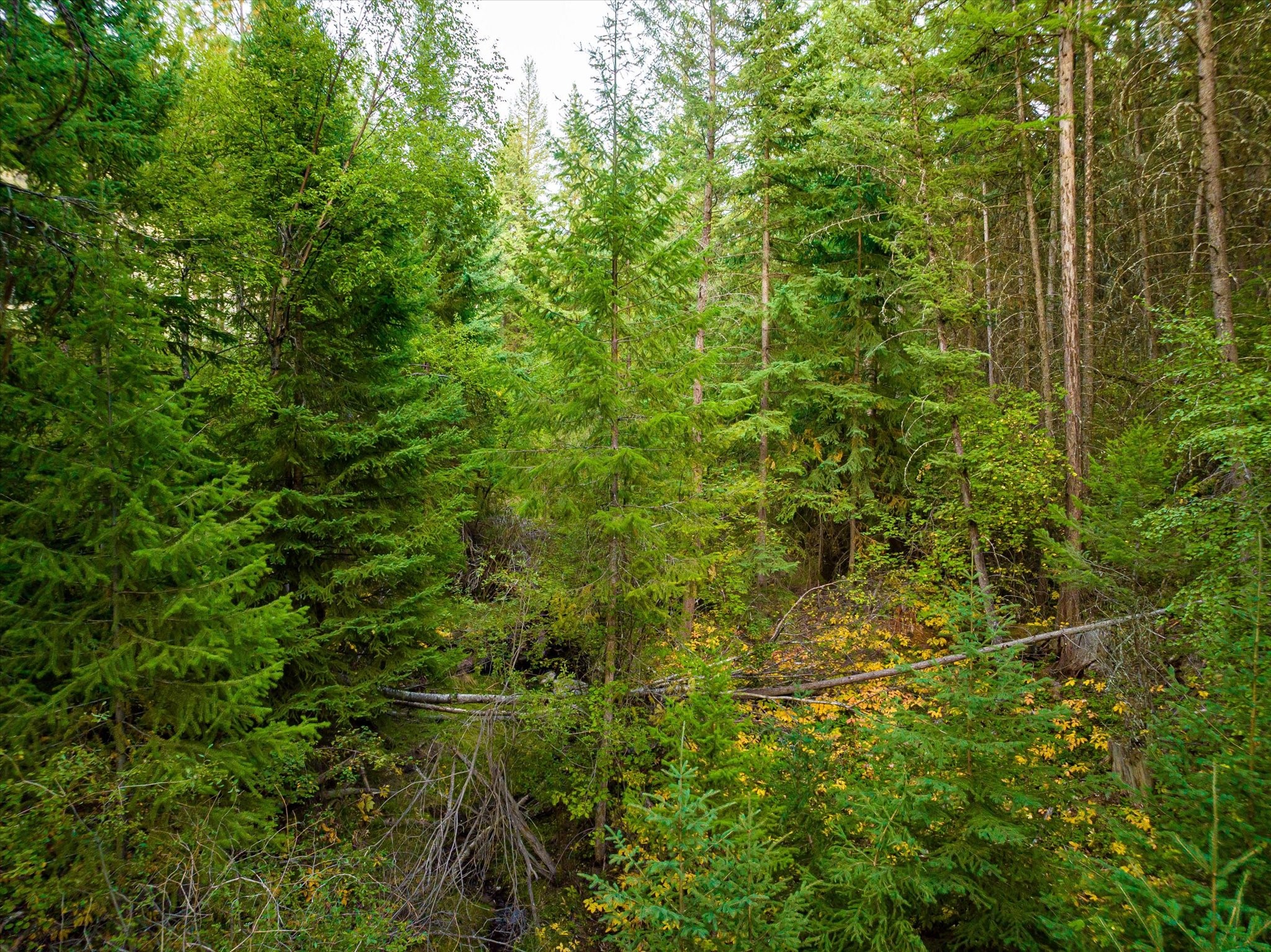 NHN Black Lake Road