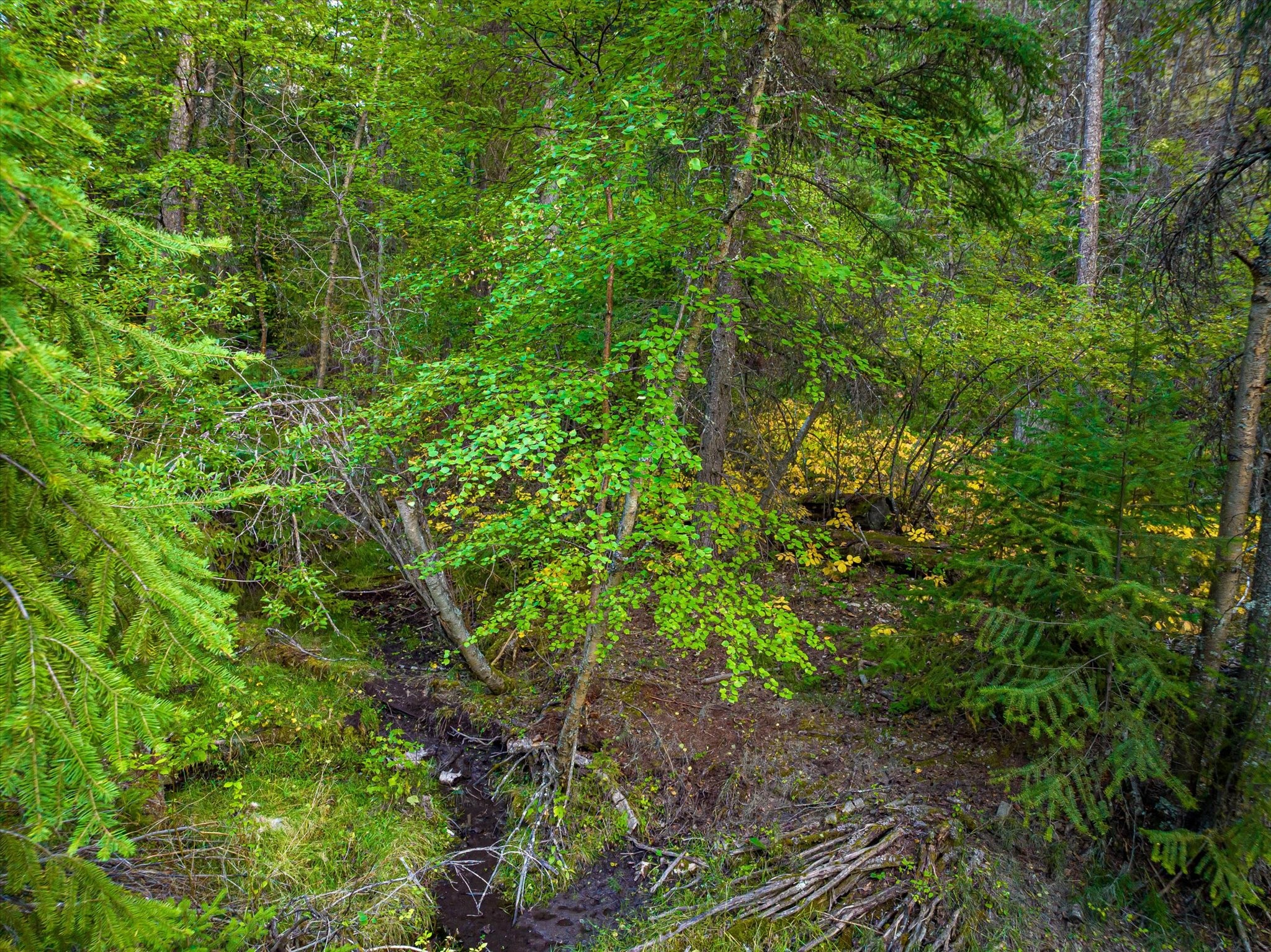 NHN Black Lake Road