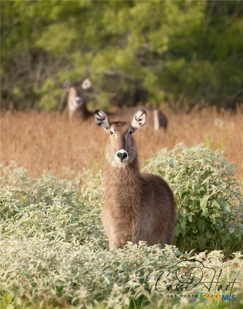 24091 State Highway 80