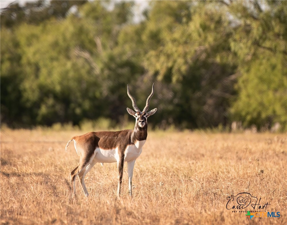 24091 State Highway 80