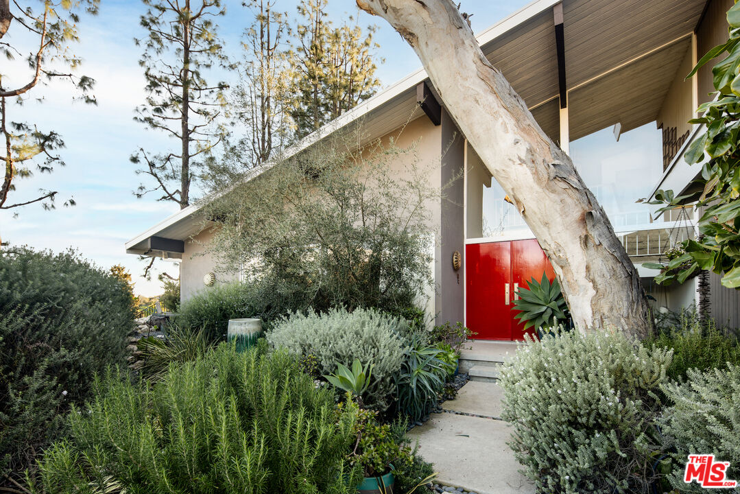 Modern home entrance with a vivid red door, landscaped walkway, and large pale-barked tree.
