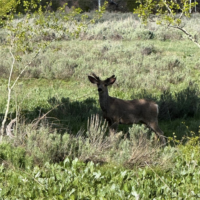 TBD Halter Trail