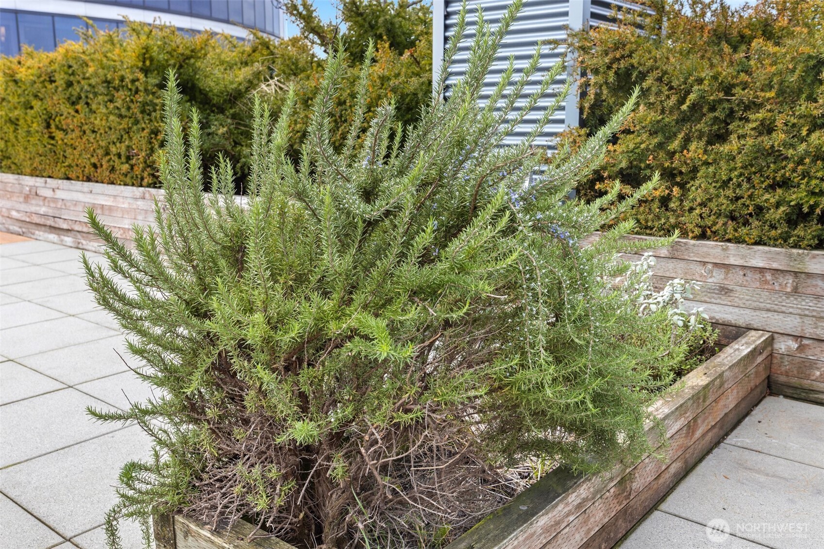 3104 Western Avenue Unit: 302