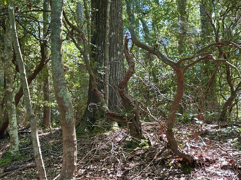 Lot 75 Wood Duck Court