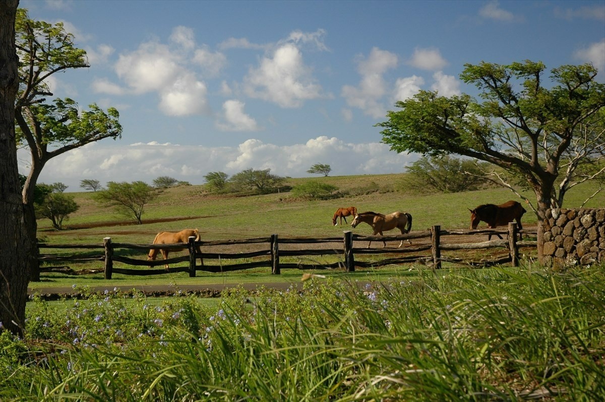 56-113 PUALANI ROAD