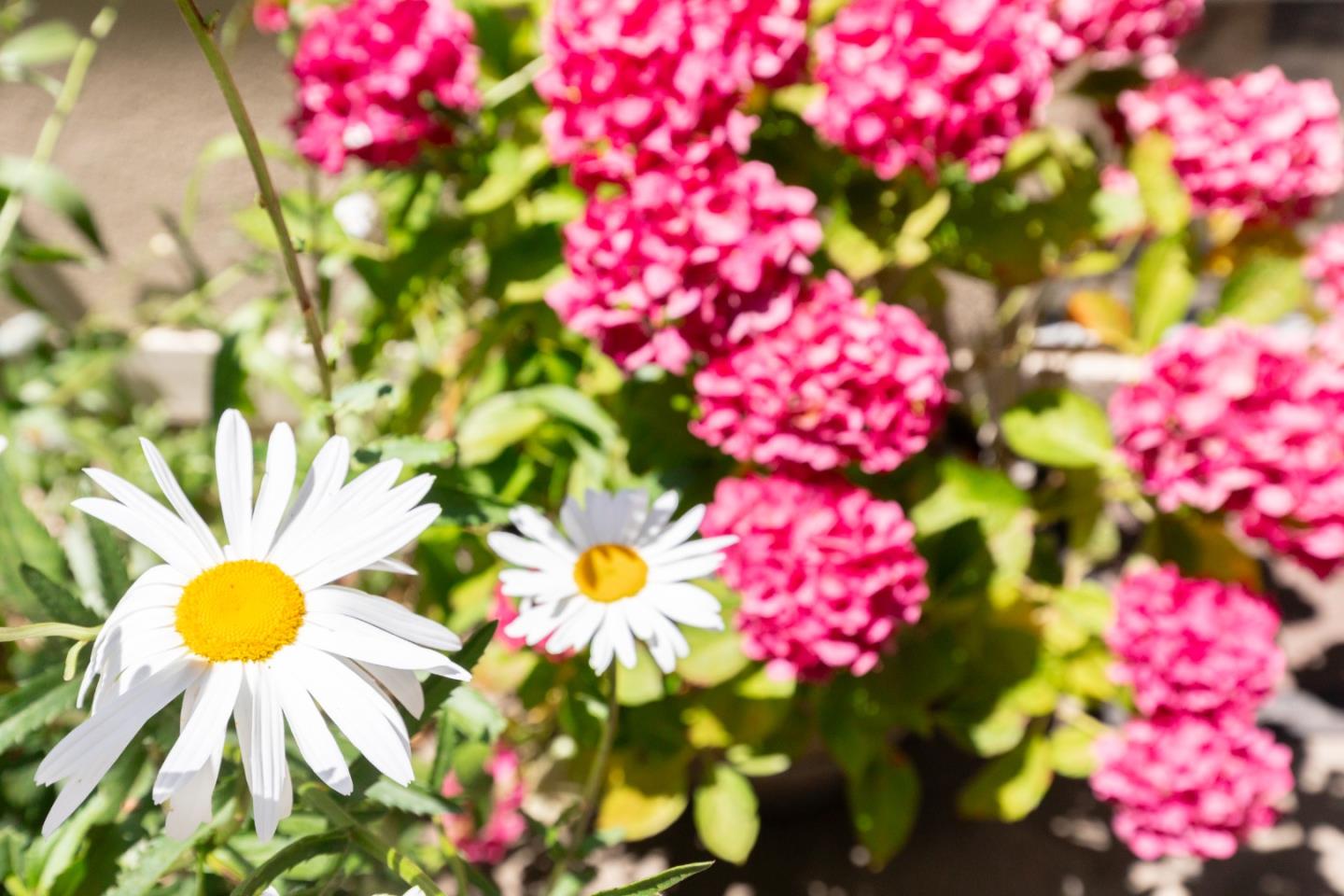 14892 Blue Oak Place