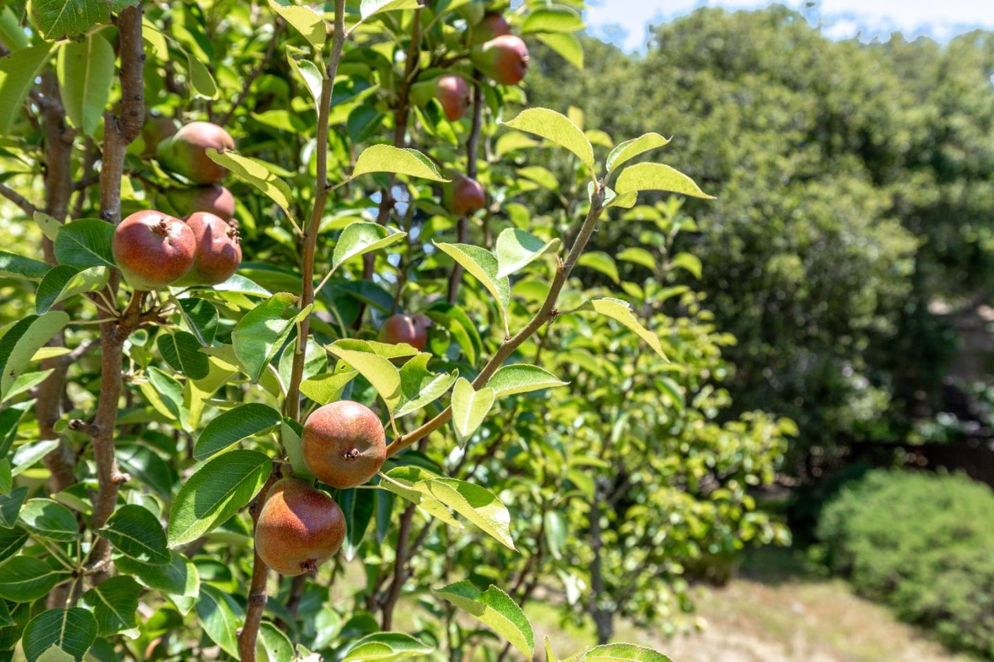 14892 Blue Oak Place