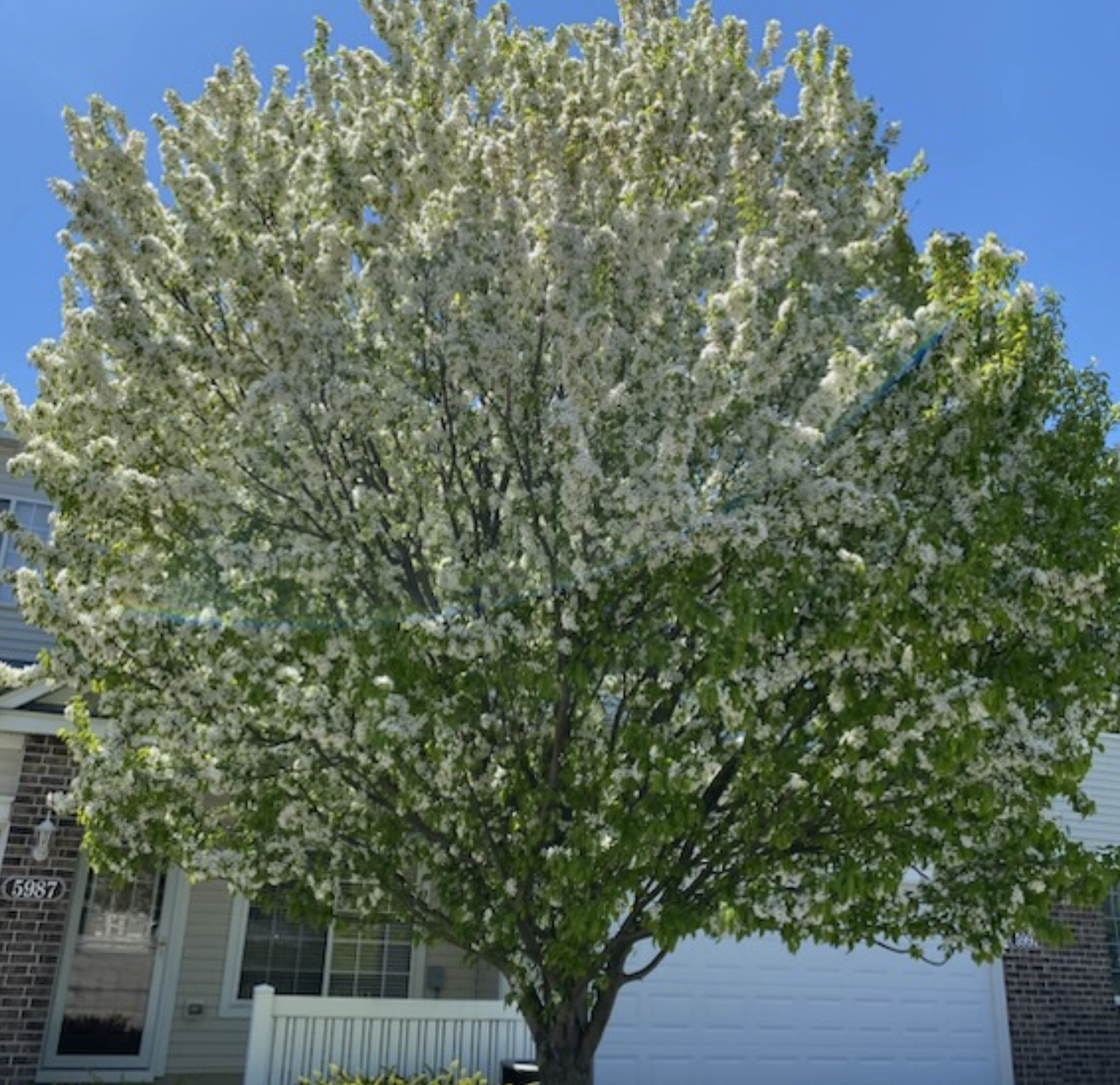 House partly hidden behind a large tree covered in white blossoms, with a white garage door.