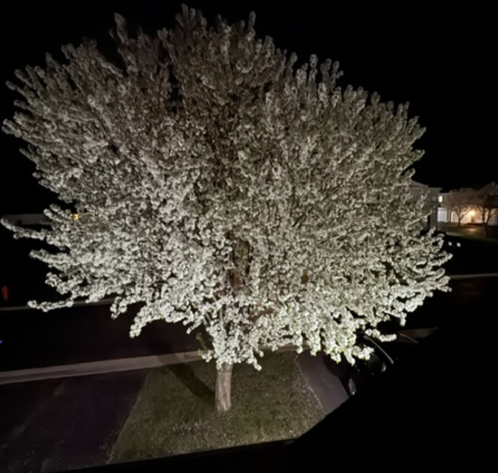 Snow- or frost-covered ornamental tree in a landscaped yard at night.
