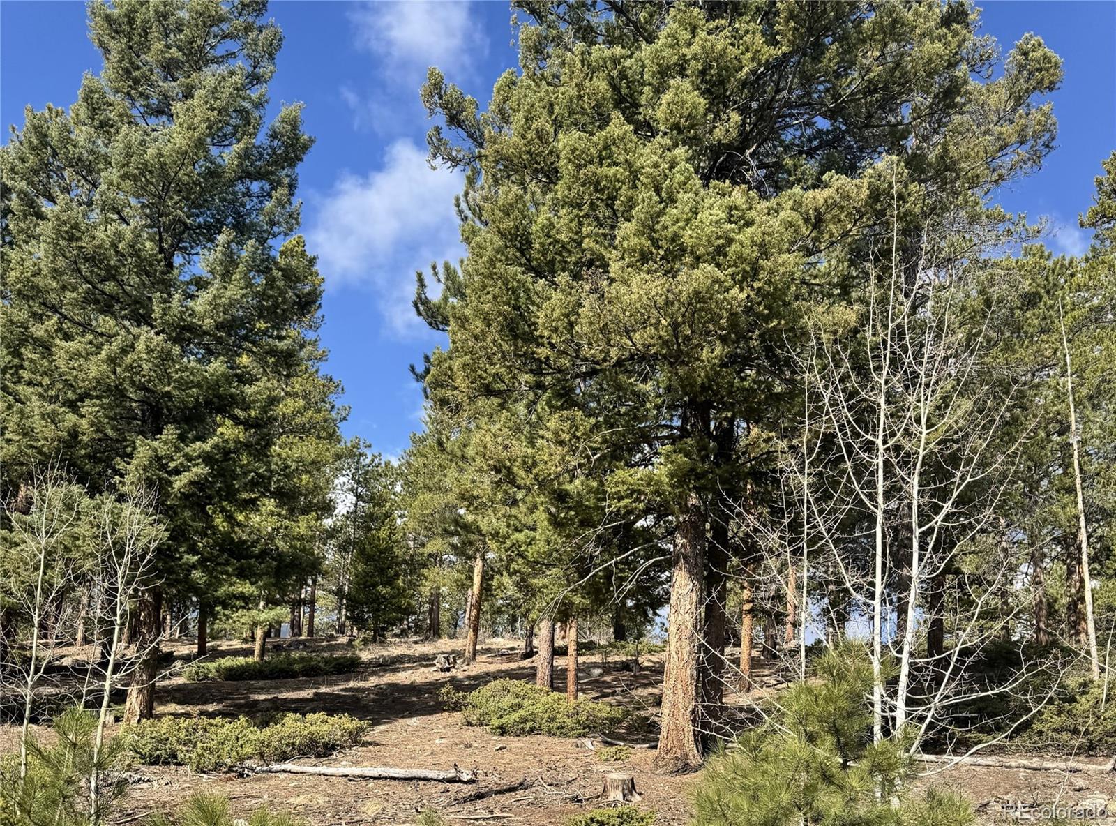 30317 Aspen Turn