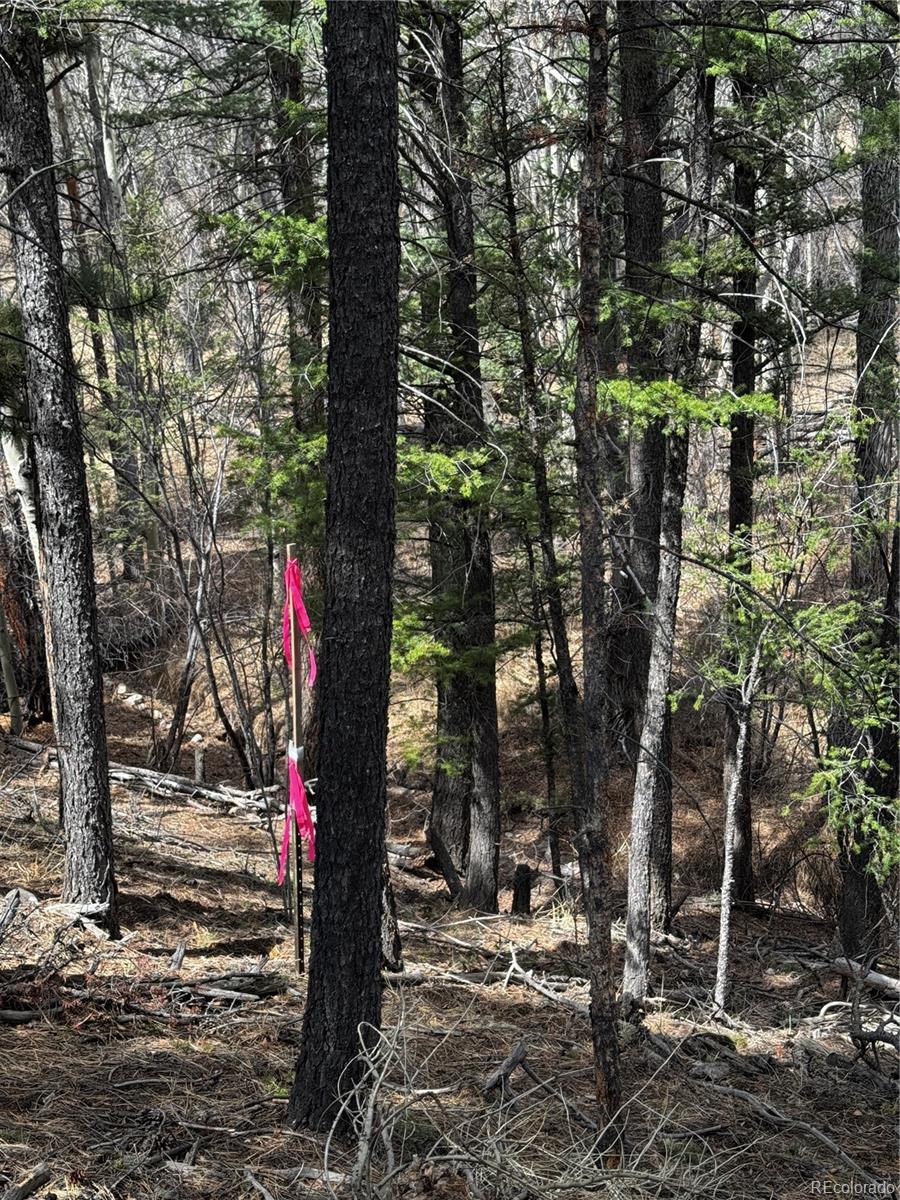 16525 Mt. Princeton Road