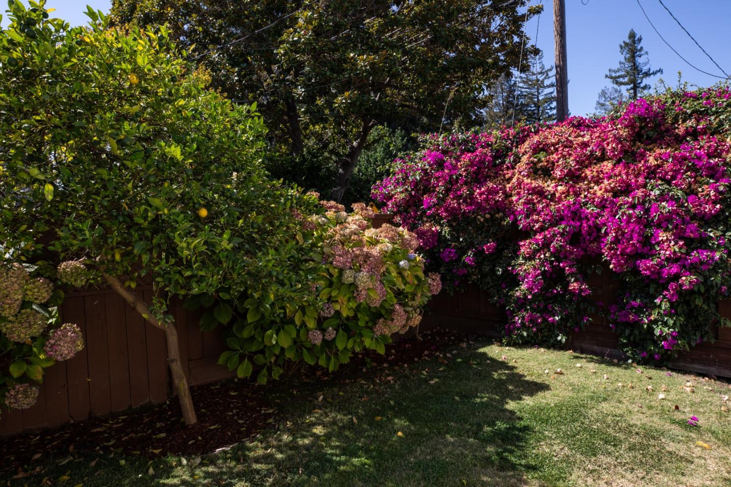 Backyard lawn bordered by a lemon tree, hydrangeas, and bright bougainvillea.