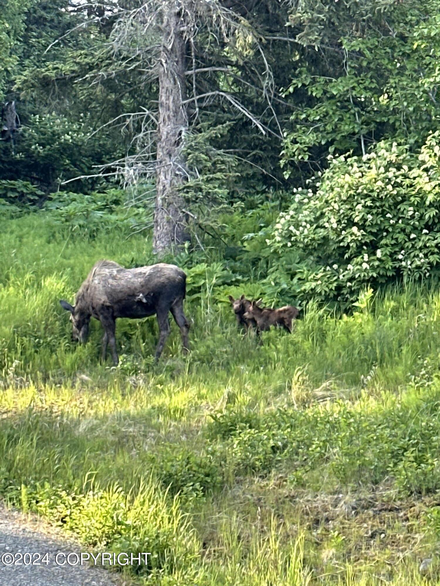 1546 Sterling Highway