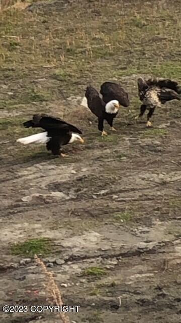 1546 Sterling Highway