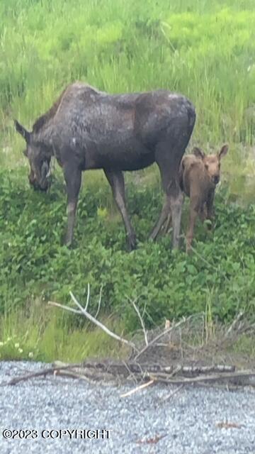 1546 Sterling Highway