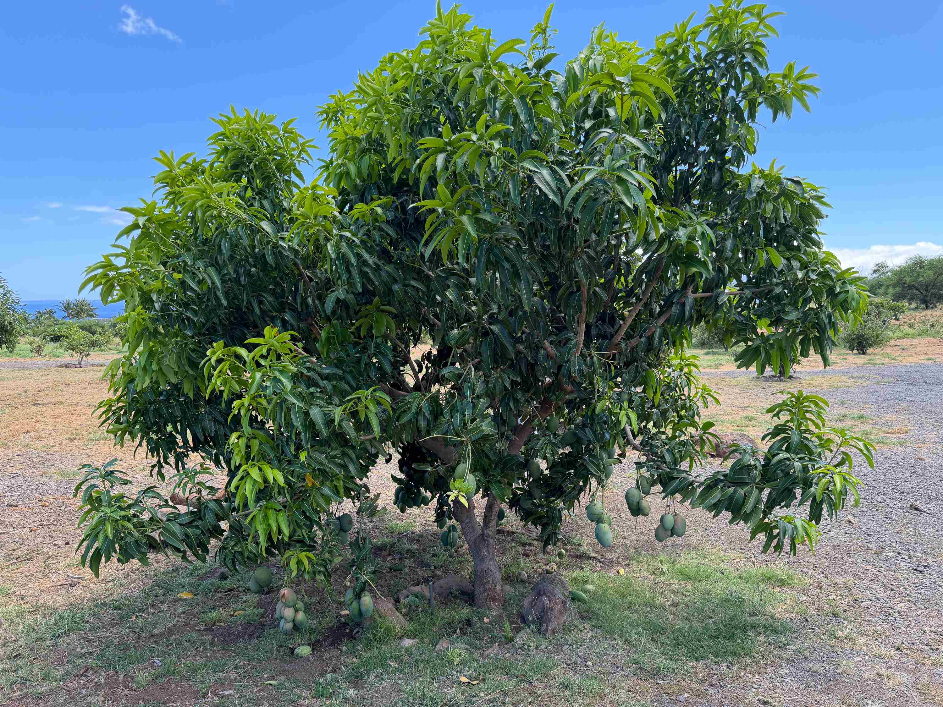 Haniu Pl Unit: Lot 10A