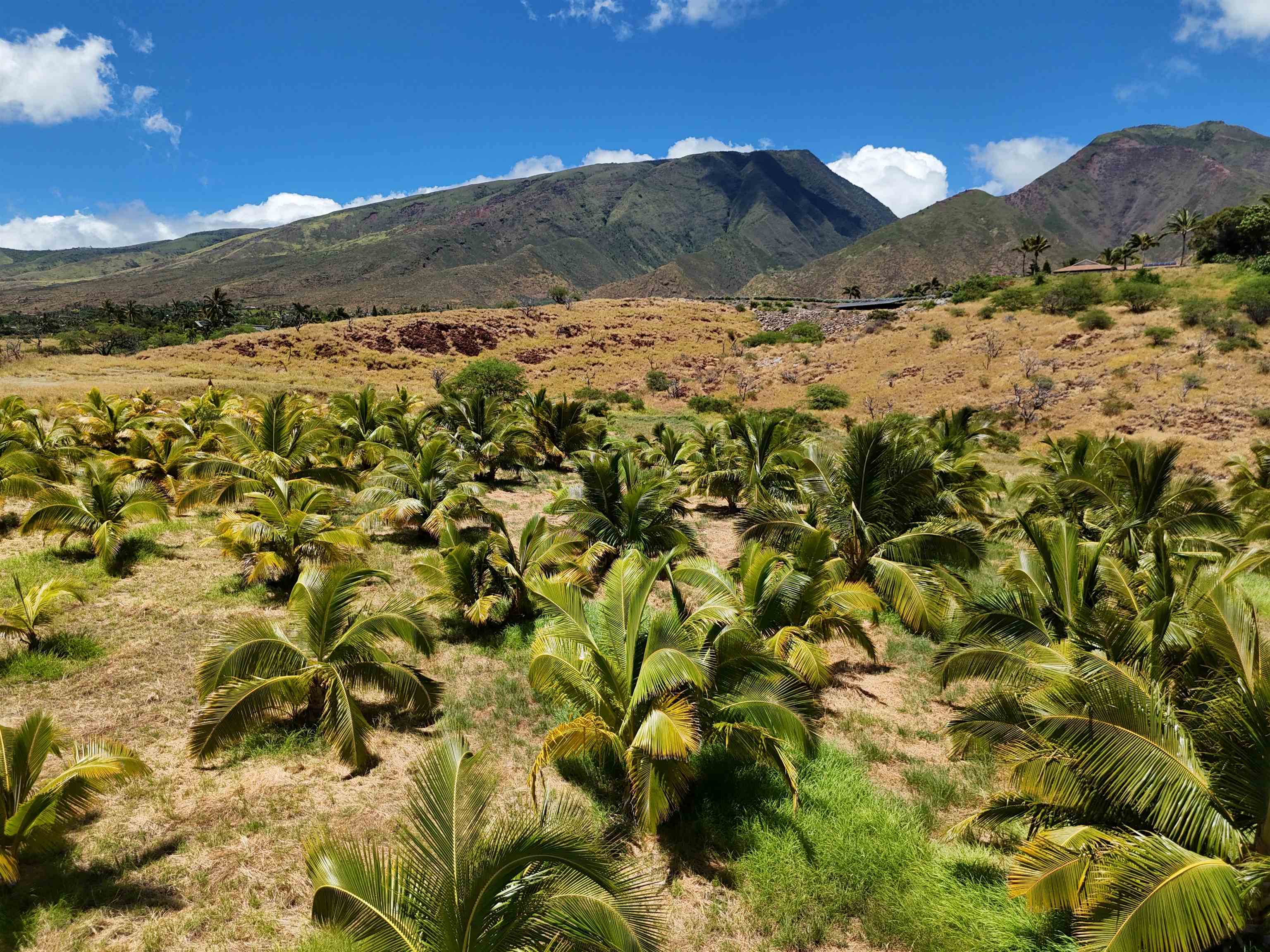 Haniu Pl Unit: Lot 10A