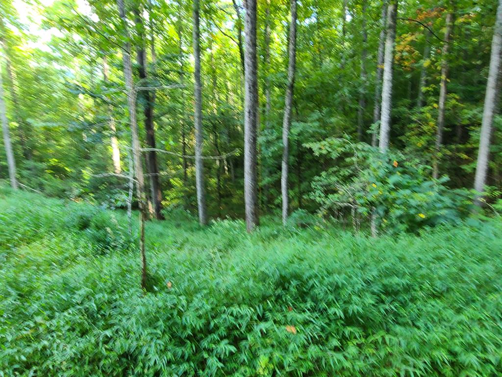 00 Onion Mountain Rd