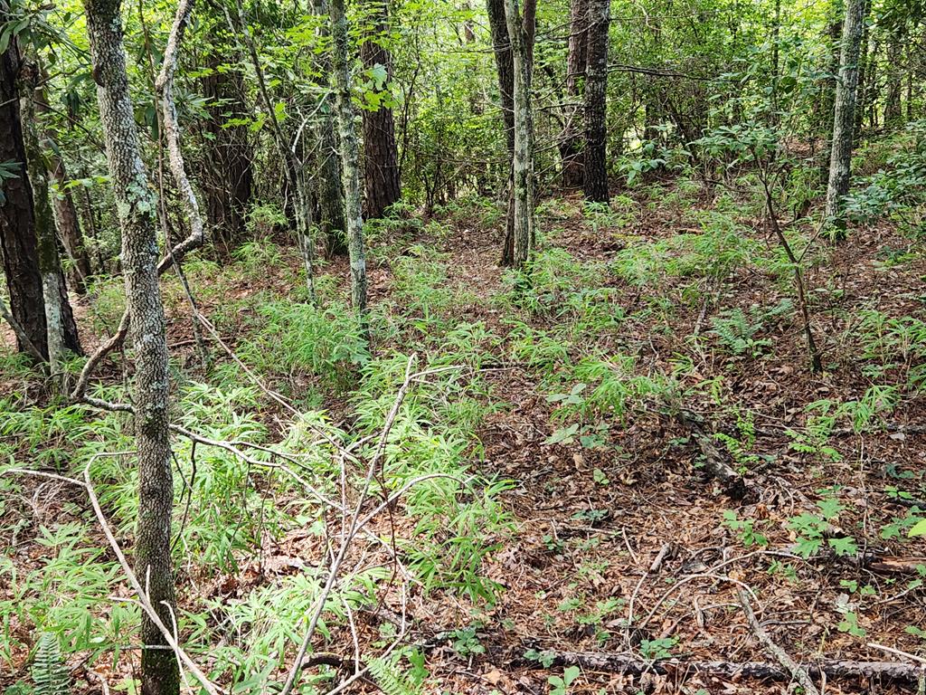00 Sunset Trace Trail