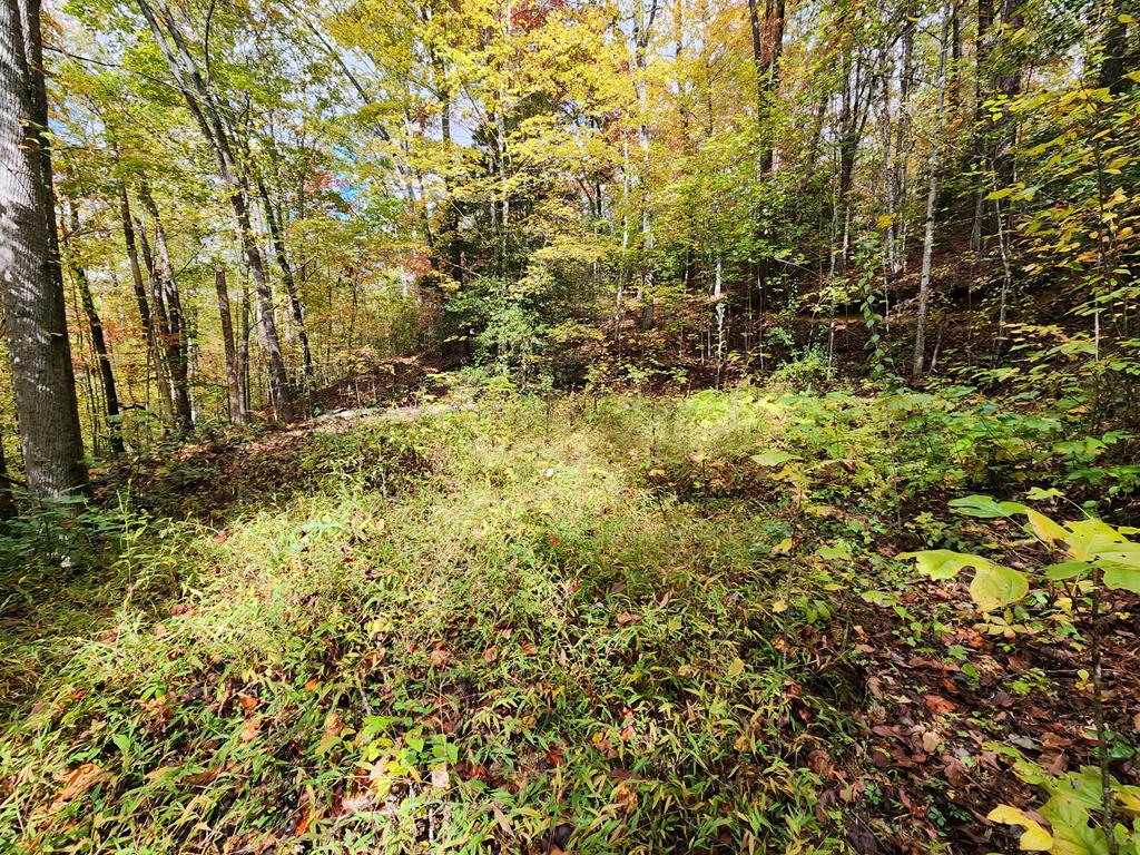 301 Hornet Dr
