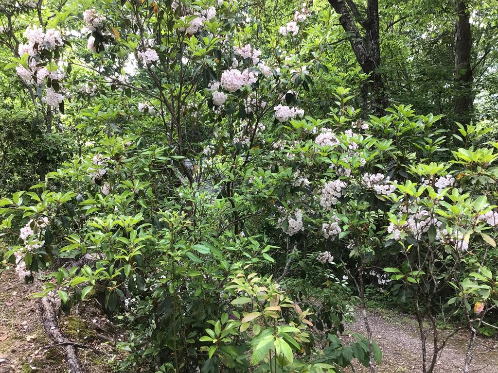 103 Sunset Trace Trail