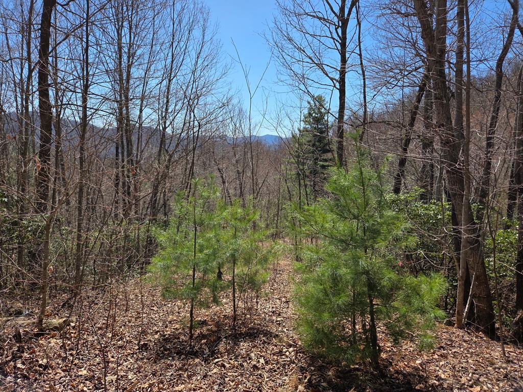 Lot 15 The Sanctuary At Mountain Grove