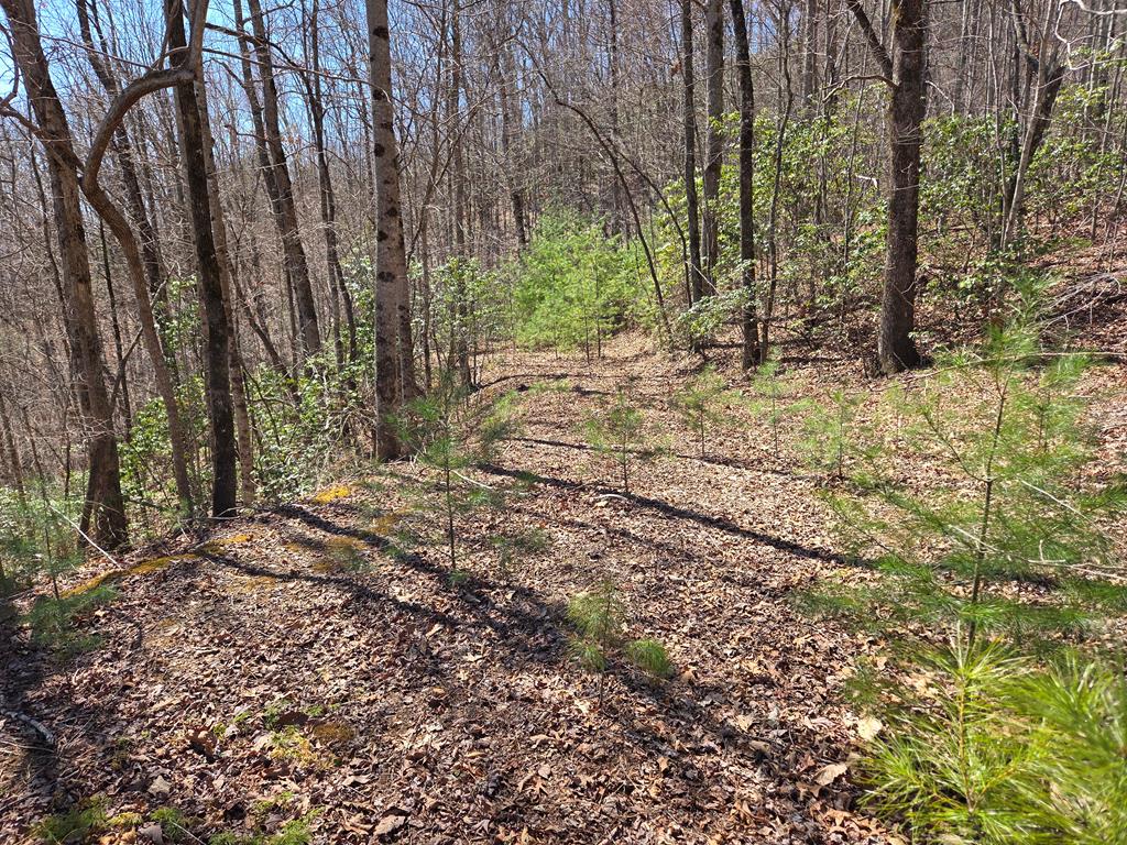 Lot 15 The Sanctuary At Mountain Grove