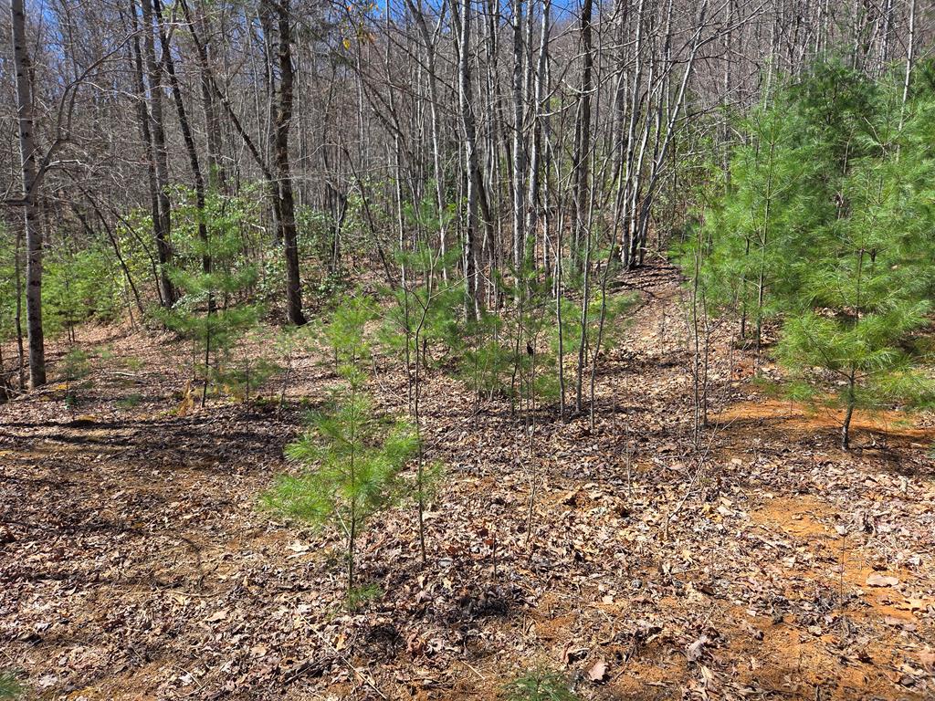 Lot 15 The Sanctuary At Mountain Grove