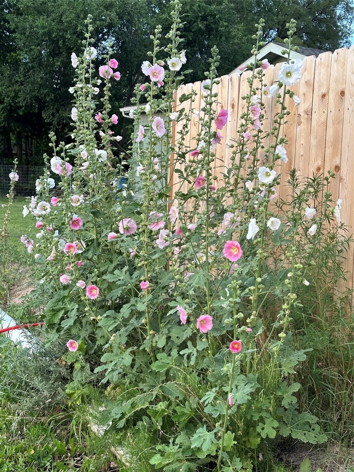 17 Purple Sage