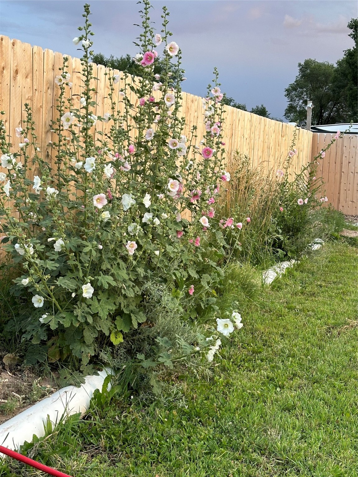 17 Purple Sage