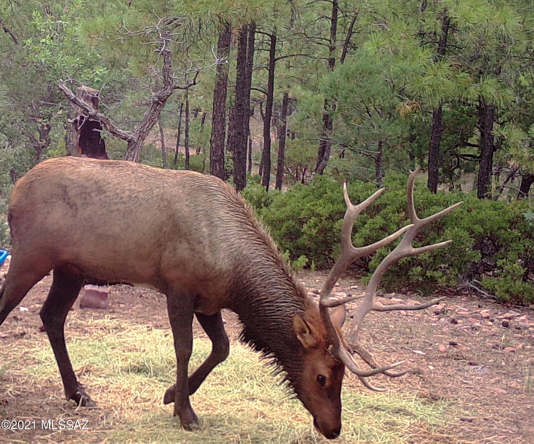 1780 S Twin Peak Trail