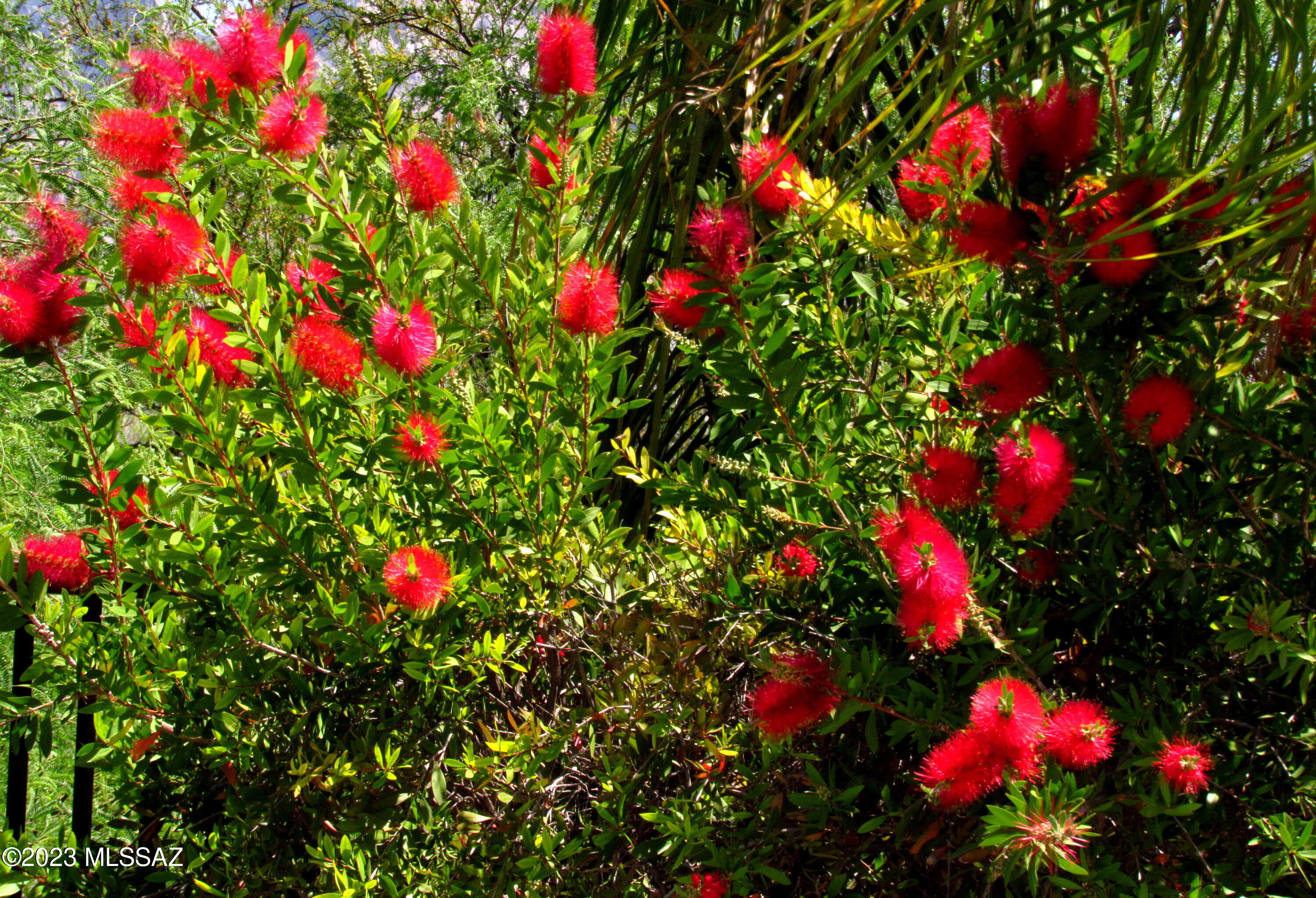 12212 N New Dawn Avenue