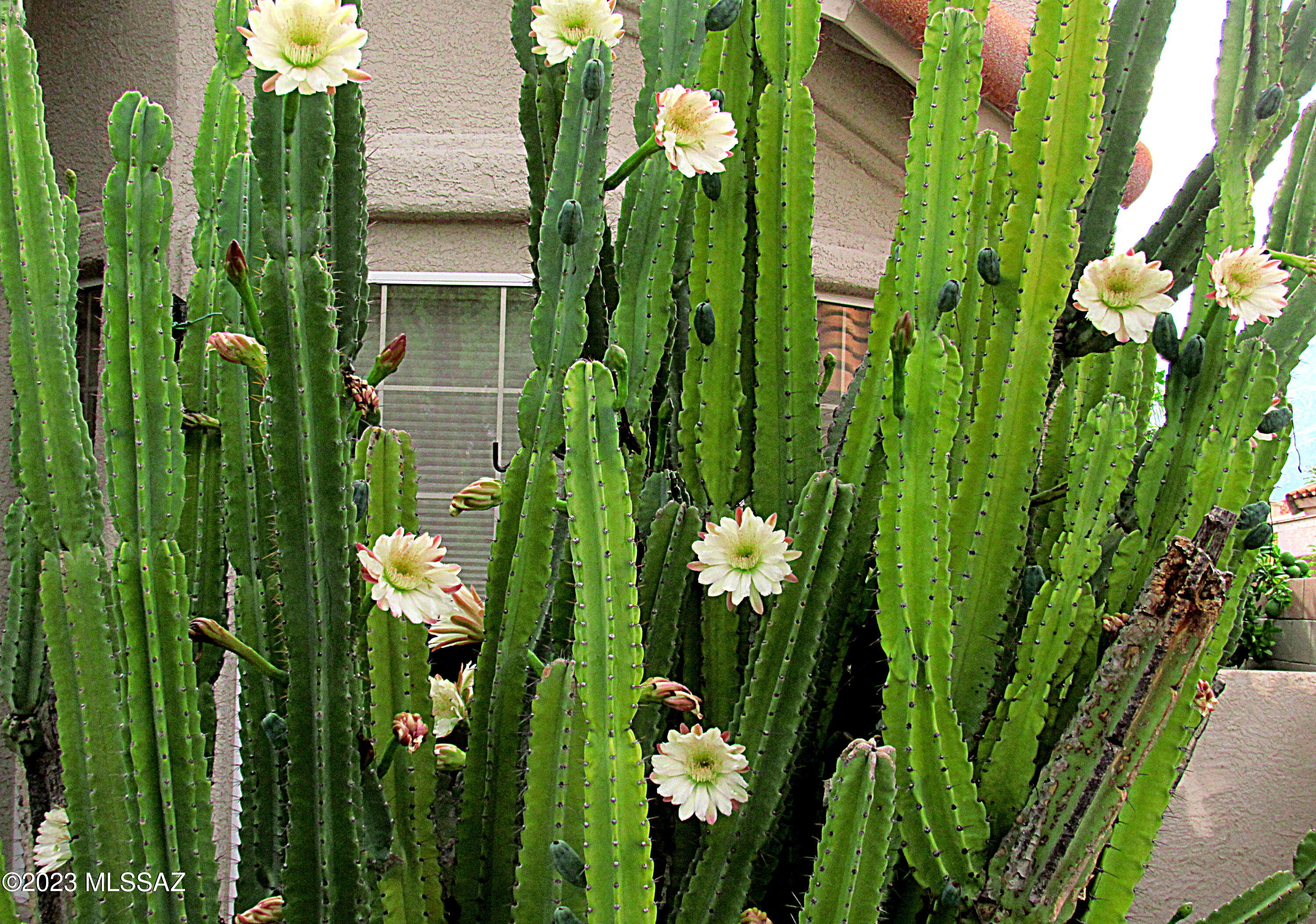 12212 N New Dawn Avenue