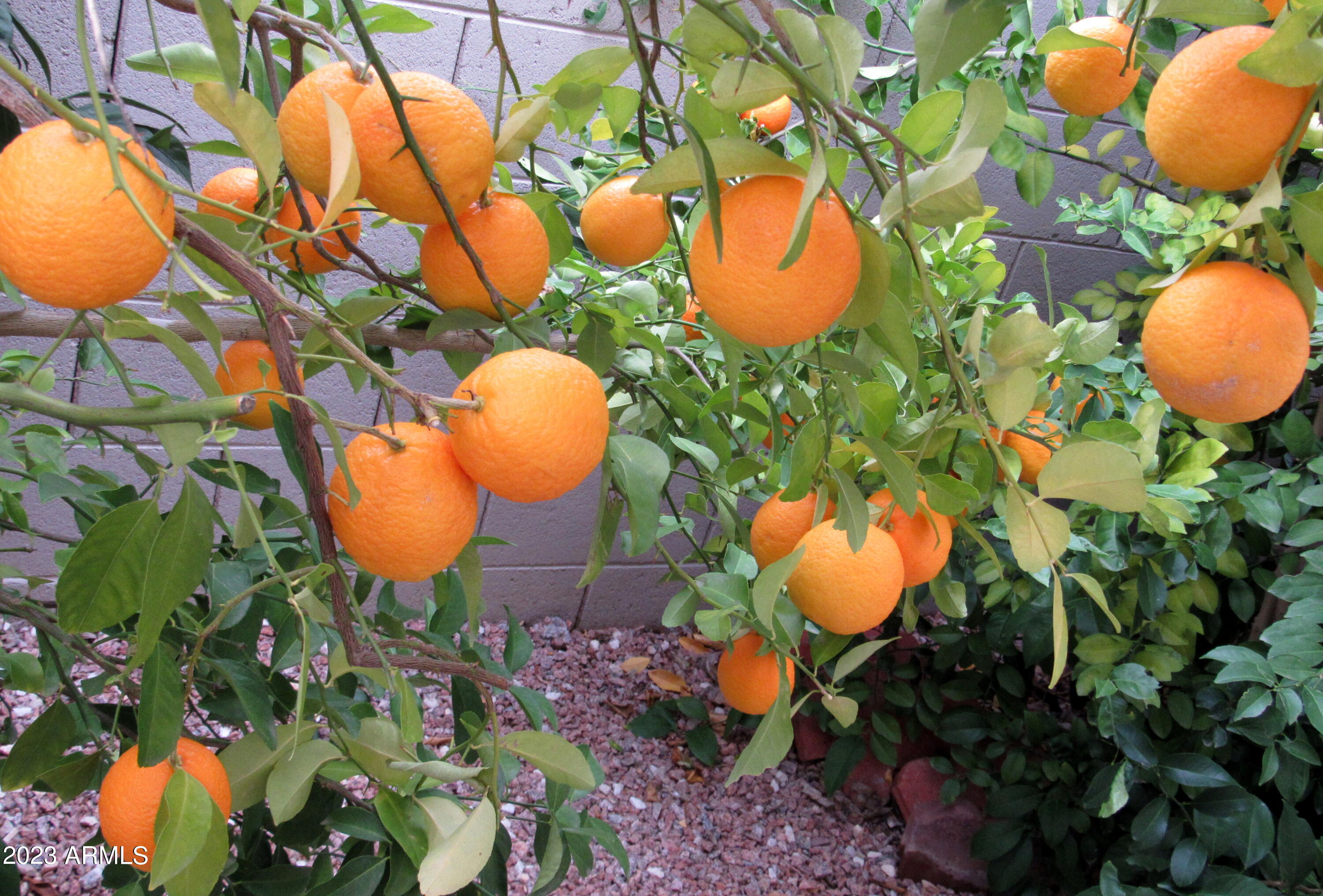 12212 N NEW DAWN Avenue