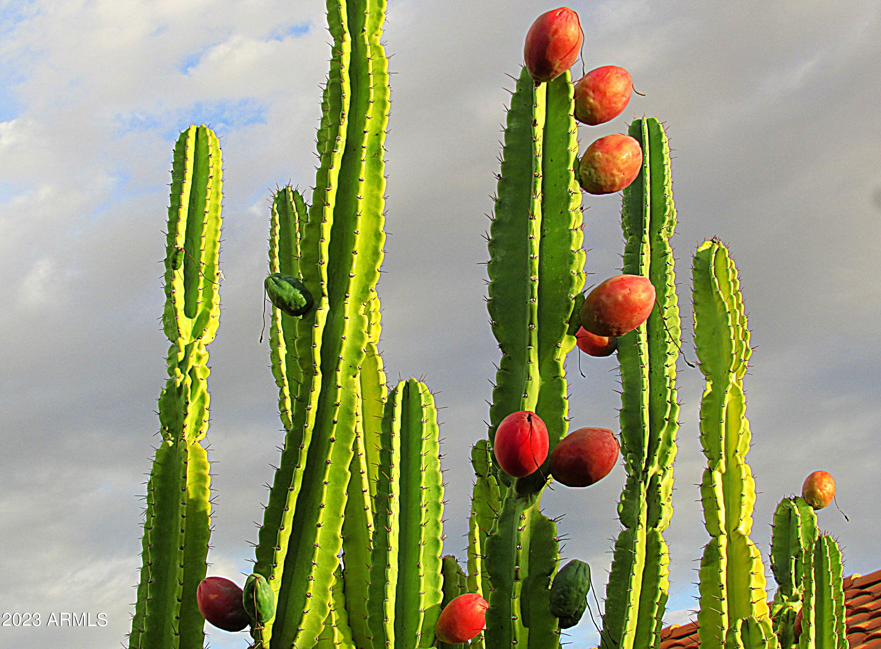 12212 N NEW DAWN Avenue