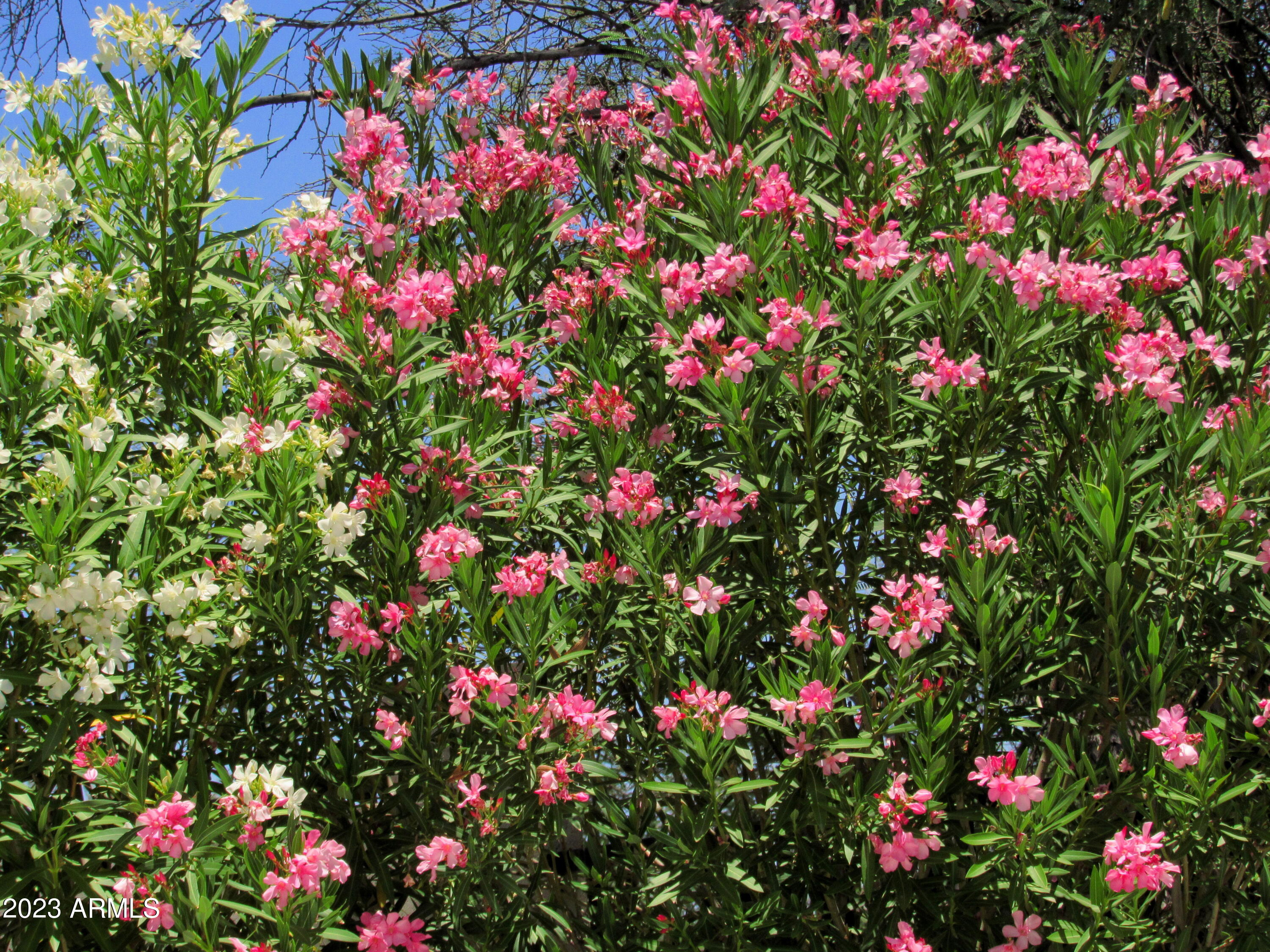 12212 N NEW DAWN Avenue