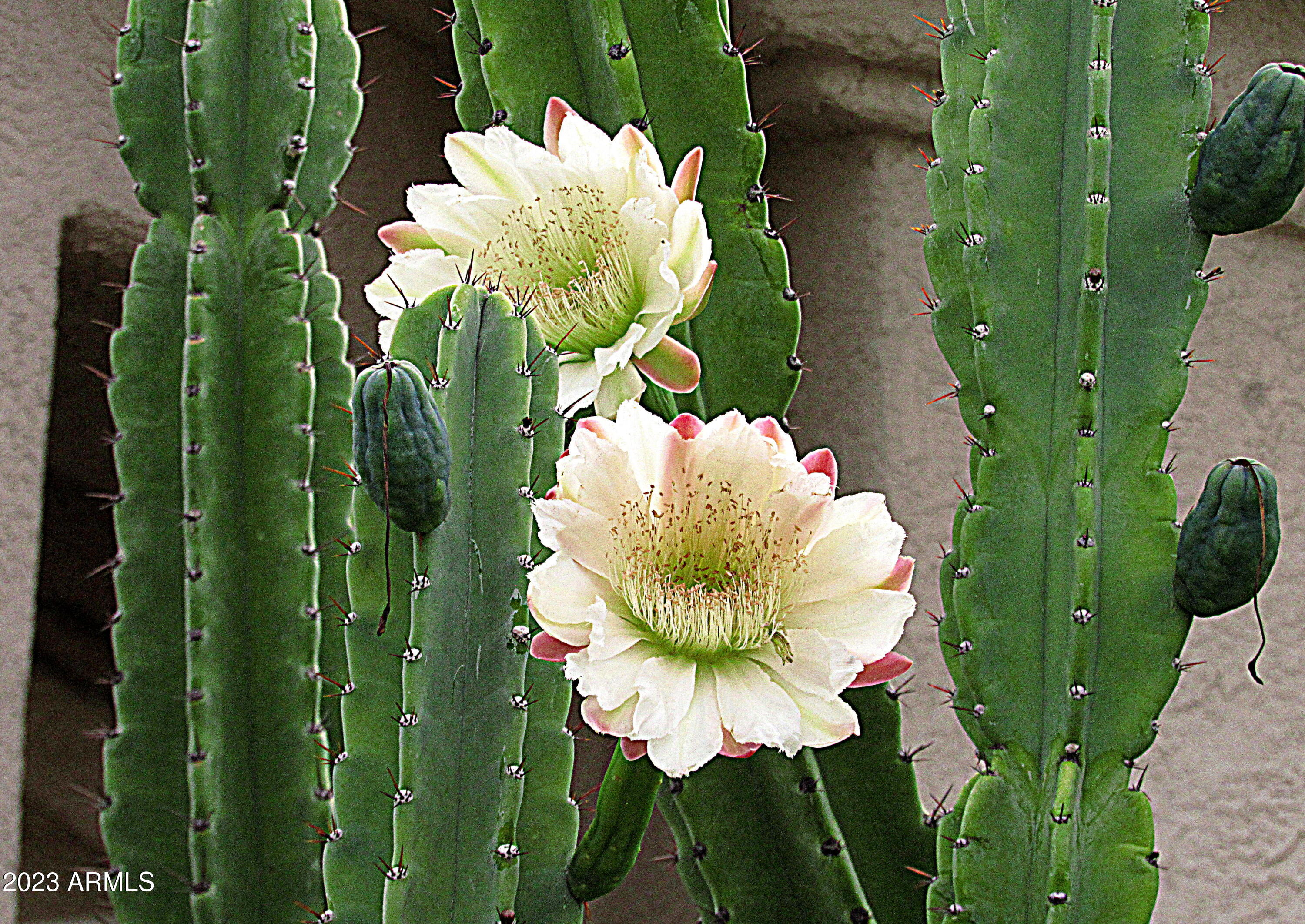 12212 N NEW DAWN Avenue