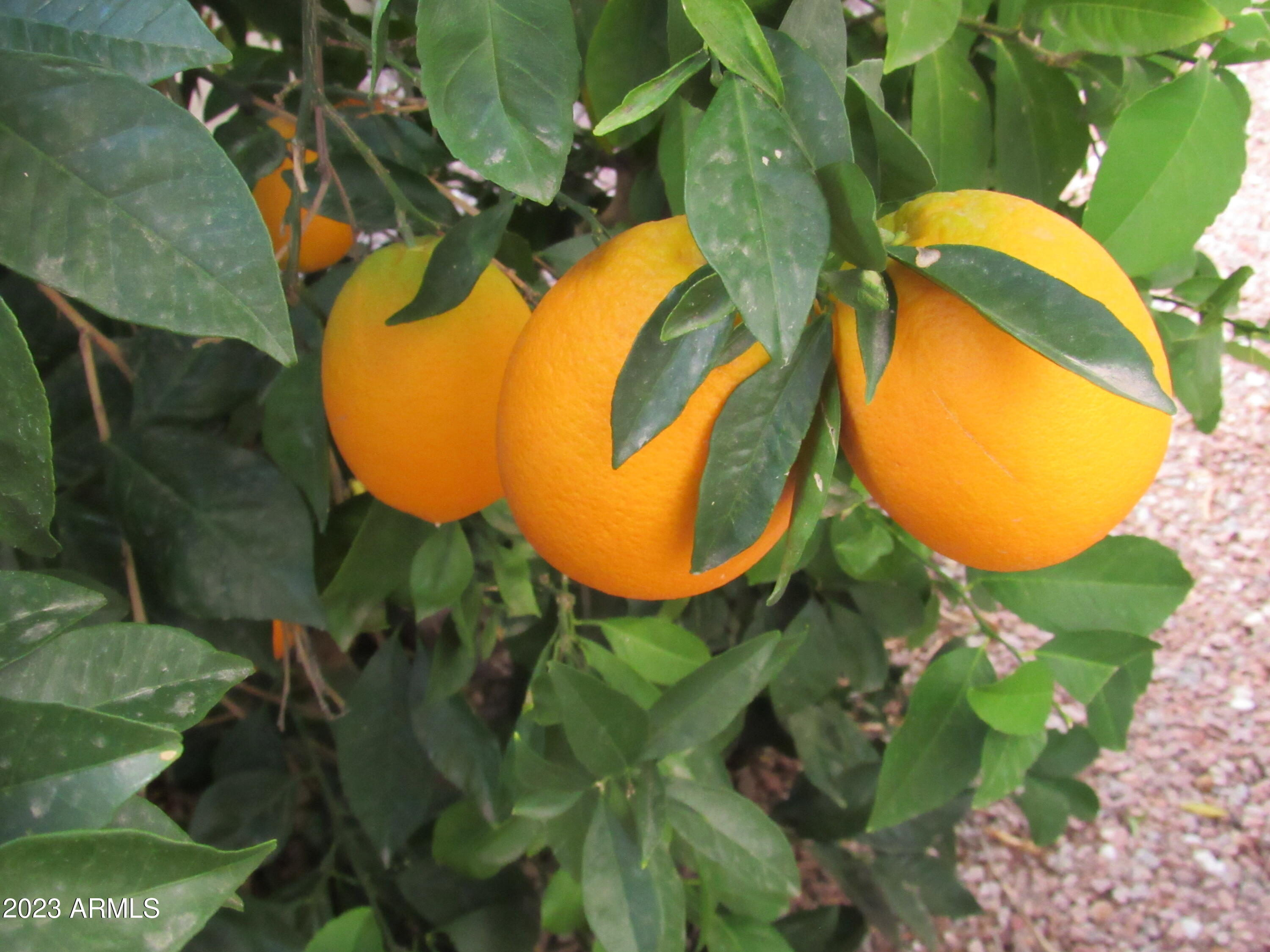 12212 N NEW DAWN Avenue