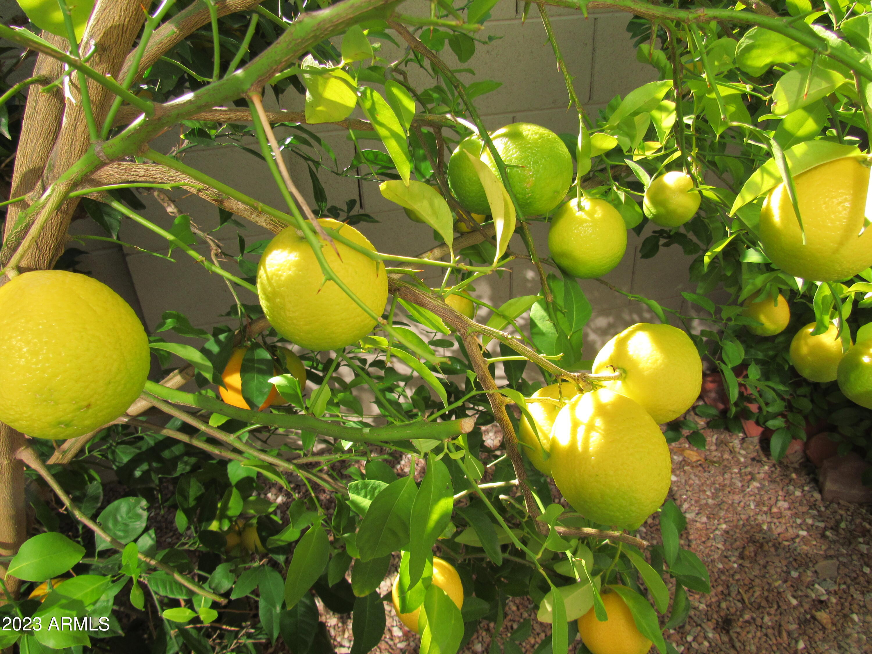 12212 N NEW DAWN Avenue