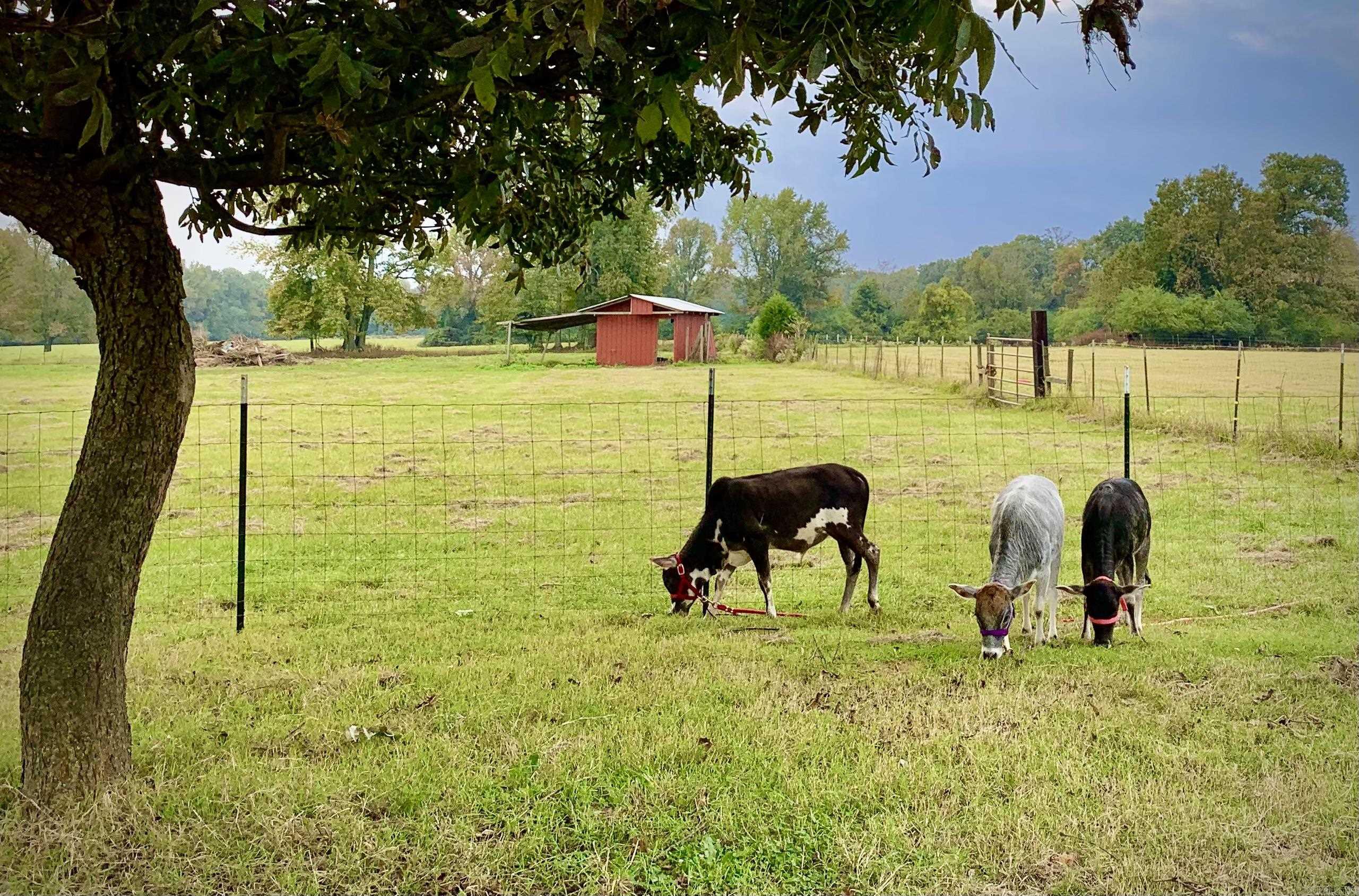 215 Williamson Boulevard