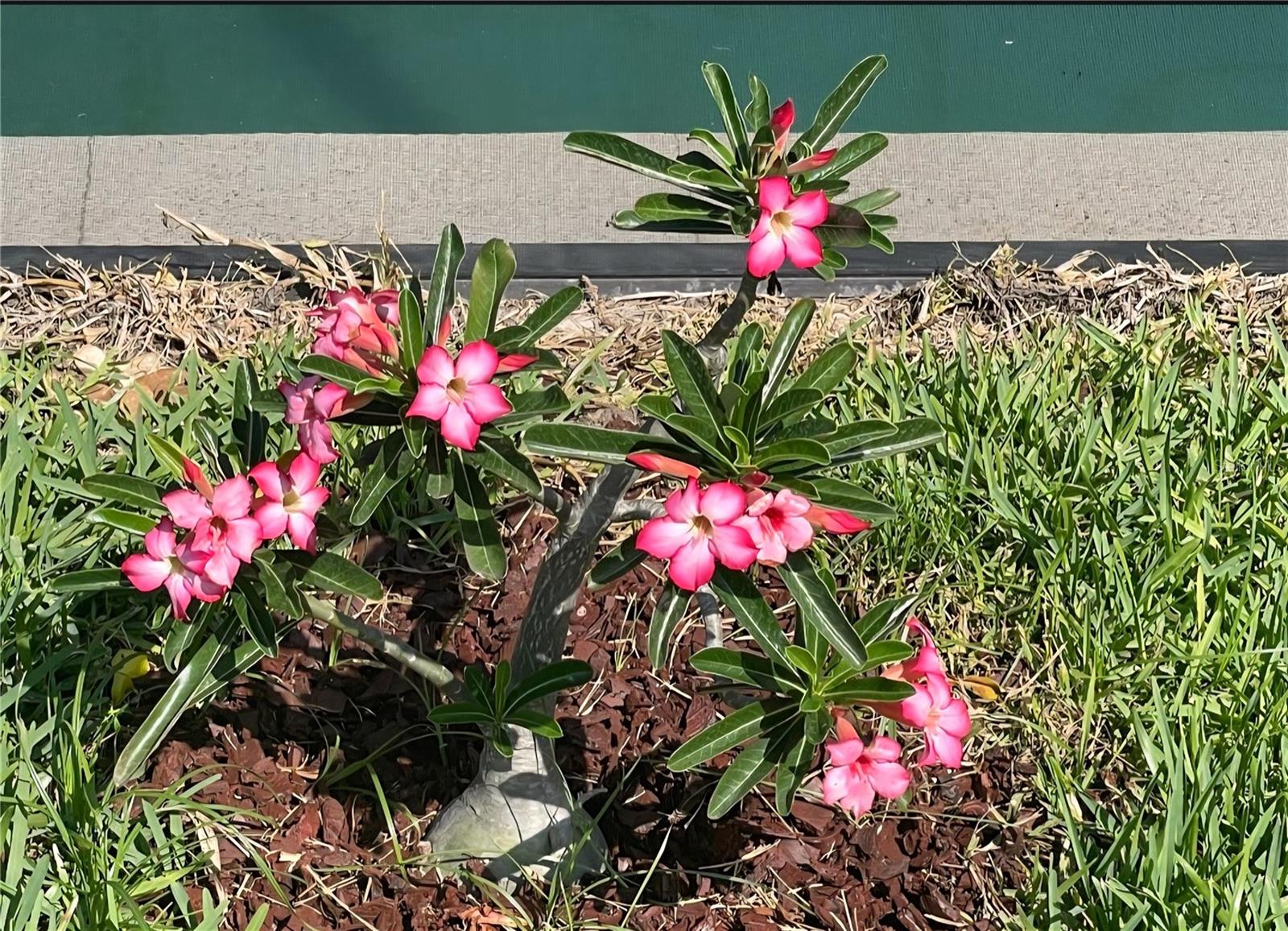 14300 ABINGTON HEIGHTS DR