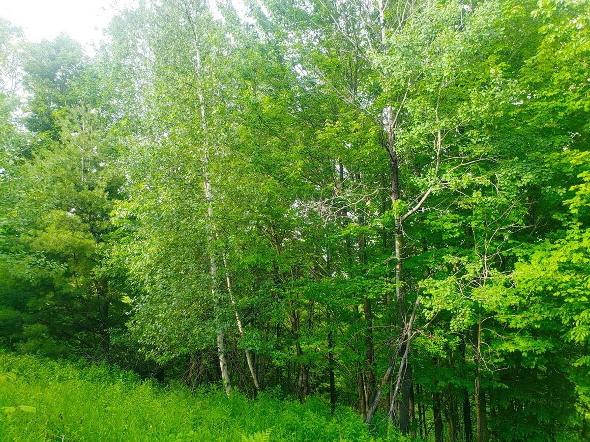 Lot 3 Scott Road Unit: 3