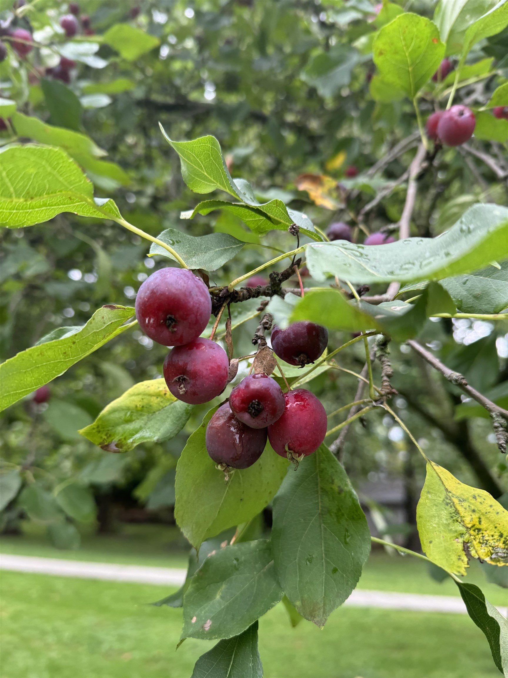 12 Cherry Tree Court