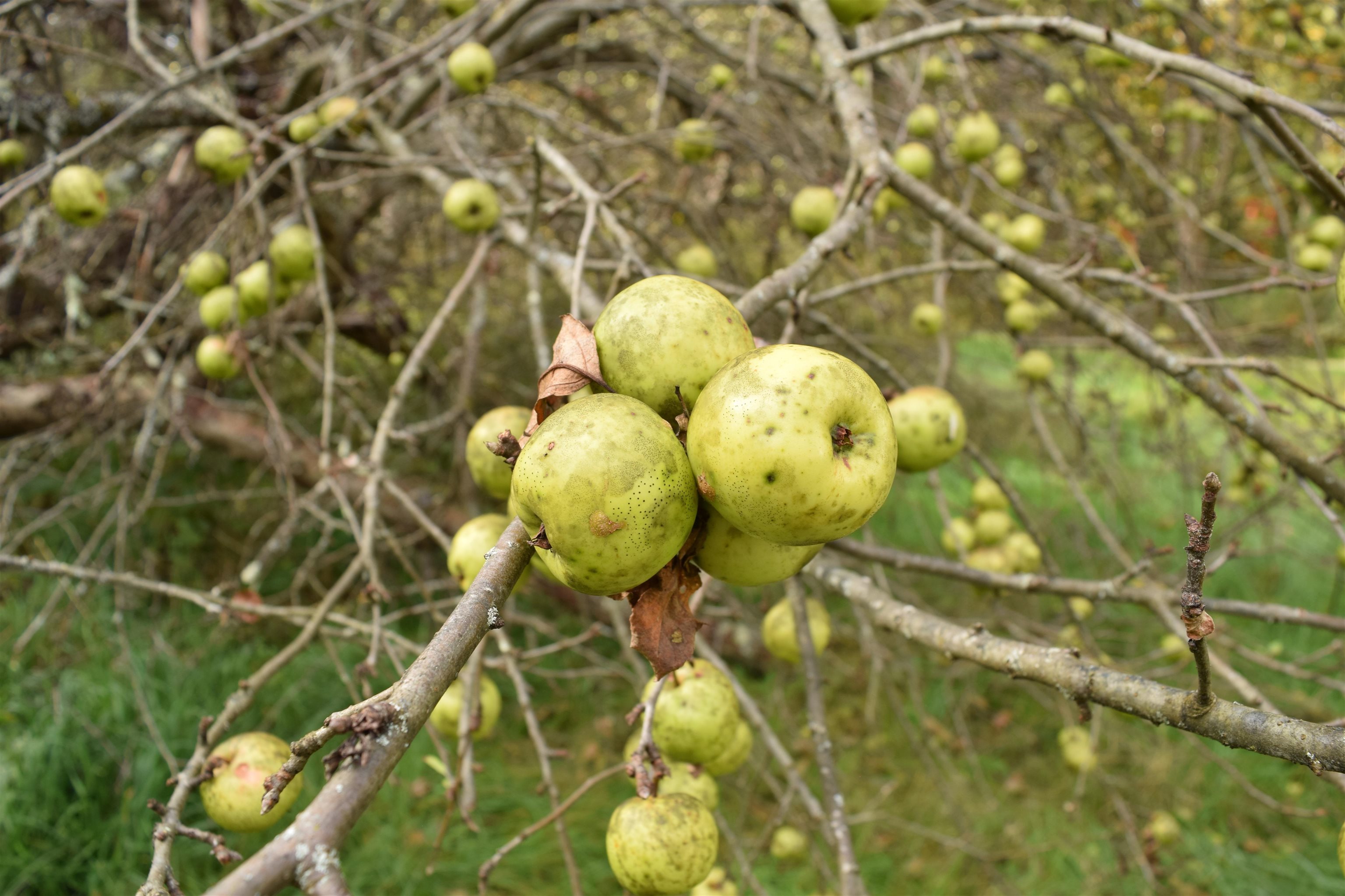 806 Robert Young Road