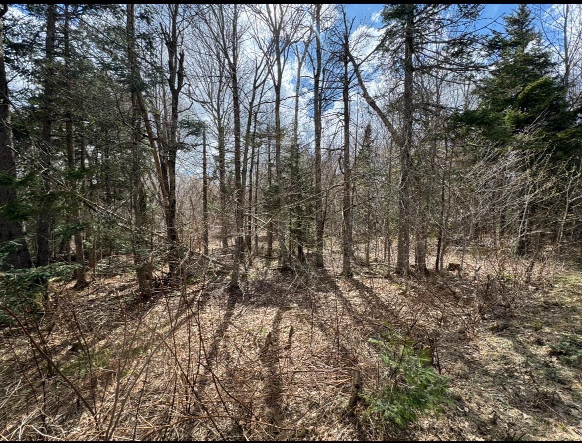 74 Antler Loop