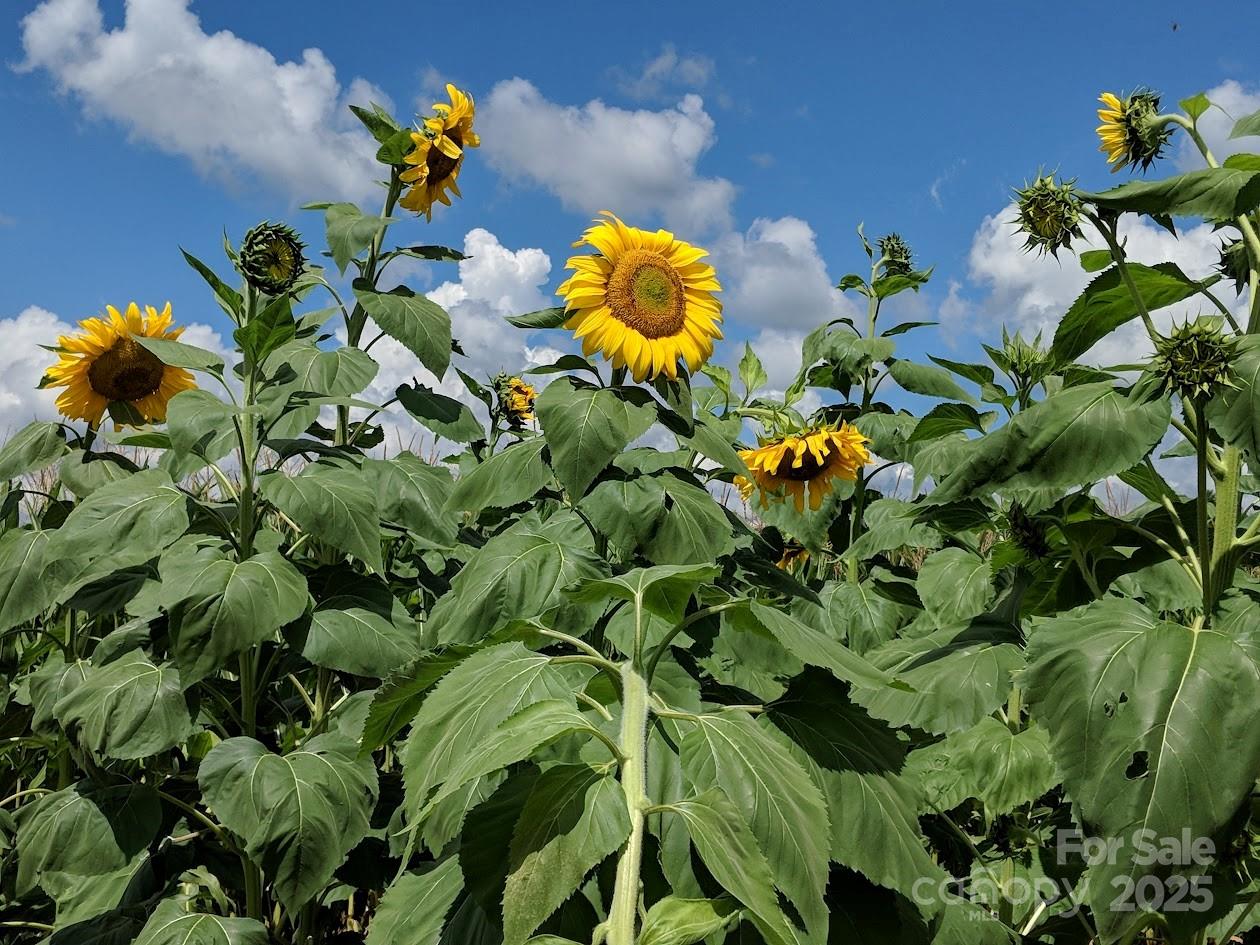 37 Bittersweet Drive