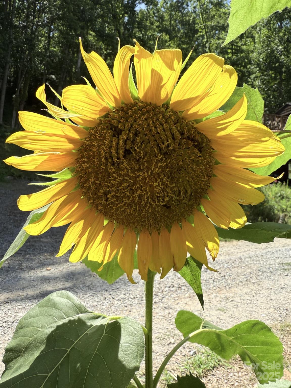 43 Dillingham Estates Trail